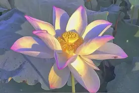 佛系荷花头像｜花开富贵图片