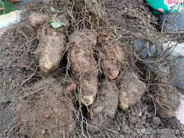 鑰佸绉嶇殑鈥滃皬浜哄弬鈥濓紝绠€鍗曠叜涓€閿咃紝椴滈杞朝锛屾殩鑳冨吇鑳冪湡鑸掓湇