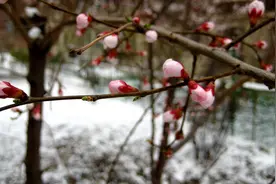 长春四月，雪映桃花图片