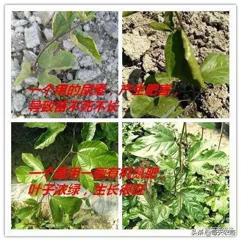 新型一画有机氮肥横空出世，效果吊打传统尿素