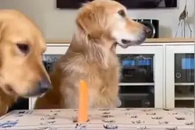 狗狗玩打地鼠游戏，看到狗狗一脸蒙圈的表现！我不厚道的笑了图片