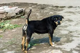 农村人常说“土狗怕屠夫”，咋回事？它们又如何辨别呢？答案来了图片