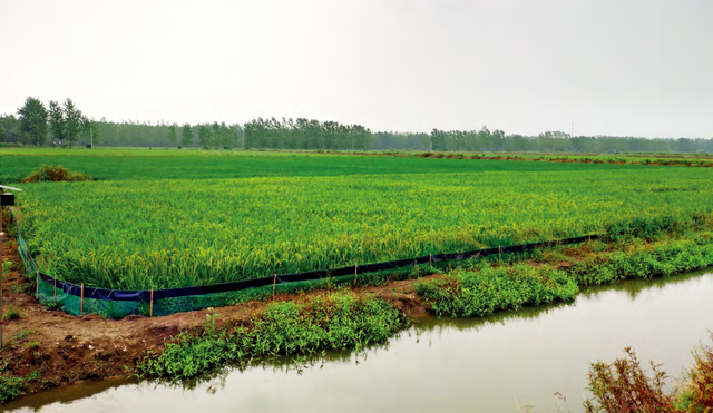 苏北地区利用春闲稻田进行克氏原螯虾高效养殖的具体操作规程