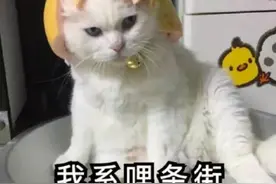 【一线微观】骑“狗”上路？交警：你成功引起了我的注意图片