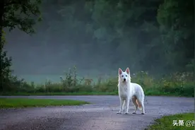 冷知识：狗能看见鬼吗？狗在什么情况下能“看见”鬼？图片