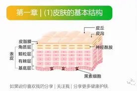 第一章 | （1）皮肤的基本结构图片