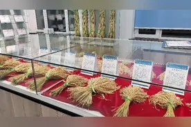 “吉农大667”再获全国优质稻金奖图片