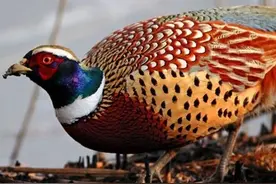 爷爷是个老猎人，用酒糟捕野鸡堪称一绝，老辈打猎才是硬桥硬马图片