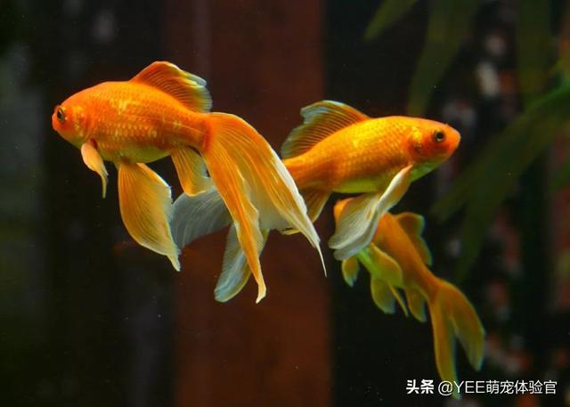 观赏鱼粮里的必需品，基本营养维持鱼的生命活动