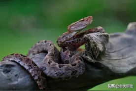 蝮蛇，毒蛇当中最危险存在之一，在中国当中存在哪些蝮蛇？图片