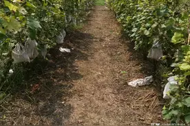 这个除草配方，可以在果园放心使用，安全高效又除根图片