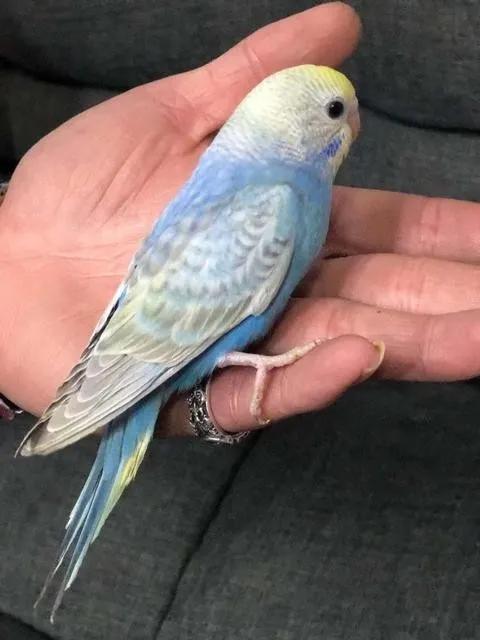 黄绿鱼鳞鹦鹉
