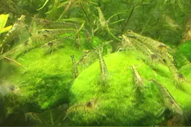 普通黑壳虾其实也有很美的一面，会变色，也会传承，水草缸好伙伴图片