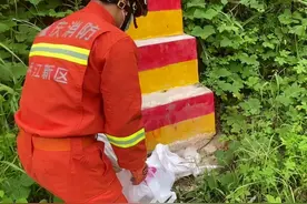 重庆闹市区水果店惊现烙铁头蛇，是受保护的毒蛇，到底有多可怕？图片