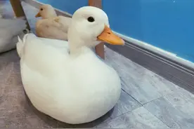 网红宠物柯尔鸭的成长史，圆润可爱，但养之前要三思图片