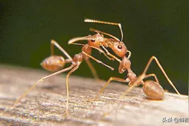 为何社会化群居昆虫总让老弱病残冲锋陷阵？做生意，他们只赚不赔图片