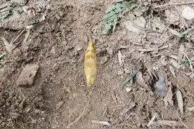 挖冬笋技巧绝招 会精准找笋才是关键图片