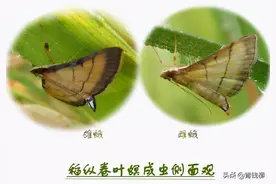 广东湛江稻纵卷叶螟发生特点及防控技术图片