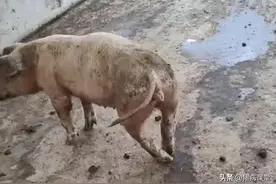 猪场探秘之猪站立不起的综合防治!图片