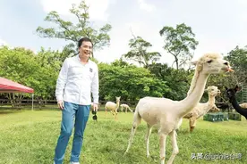 华流教父的最后豪赌！撒钱买20只长颈鹿 要盖台版环球影城图片