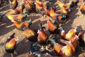 米糠喂鸡方法，你知道吗？图片