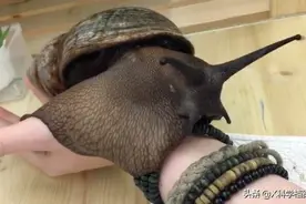 太可怕了！入侵我国的八大外来物种，你认识的有几个？图片