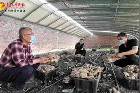 新品种 新技术 新思路 乌鲁木齐田野间的新气象图片