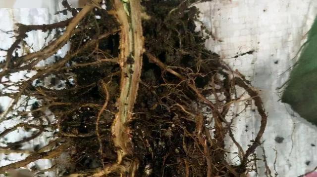 气温低导致的根系差，长势弱。要怎么改变才能增产增量