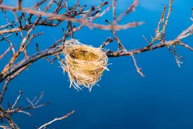 多数鸟窝口都是朝上的，为何却不怕雨雪？因为它们还有一“利器”图片