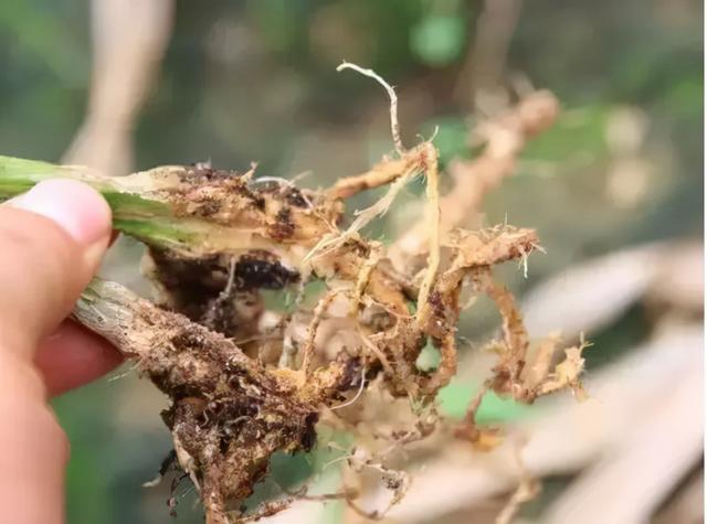 防治根结线虫、枯萎病、根腐病，超好用的用药配方