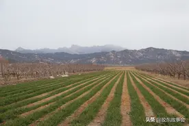 一年之计在于春，过了正月十五才算是“春天”真正开始图片