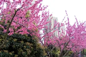 云赏春光 ⑤ | 桃之夭夭，灼灼其华图片