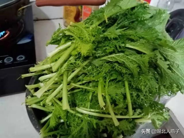 腌制浆水菜没有引子怎么办 浆水菜这样腌制不需引子就能腌制好 今日头条