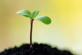 科学家发现细胞膜新功能，它不仅能识别危险物，还可以传递信号图片