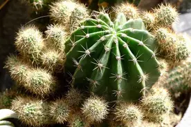 冬季仙人球易生锈斑病，这样养“无锈斑”，球体饱满来年开花图片