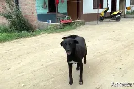 幼犬接连离世后，狗妈妈为了给小狗找好归宿，主动带人类去看孩子图片