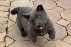 身体酷似“蓝猫”的狗狗大家还记得吗？时隔1年，是长残了吗？图片