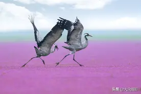 拍鸟的门道图片