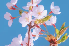 狮子座的好，容易被他们的高傲所掩饰，但是却又很刻骨铭心图片