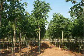 梧桐、泡桐、油桐、法桐，您真的认识吗？图片