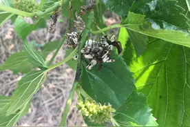 桑葚遭遇白果病 农业专家上门指导图片