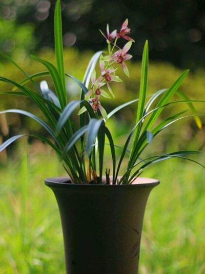 那就养这3种,皮实好养价值便宜