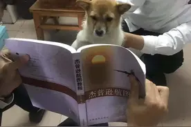 狗狗真的上清华大学了？还编有狗狗花名册！图片