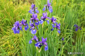 马兰花：大兴安岭那抹诗意的蓝图片