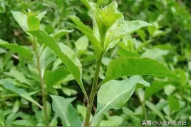 春天的枸杞芽浑身是宝，铁含量高，凉拌煲汤都鲜美，很多人不懂图片