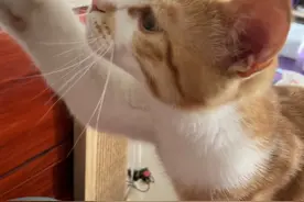 十个橘猫九个胖，这只准能压塌炕图片