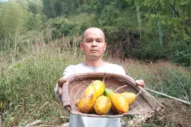 藏于深山里的八月炸瓜，野果珍品，吃过才知美味，小时候的记忆