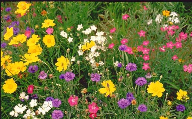 全部的成语！收藏起来，回家教给孩子