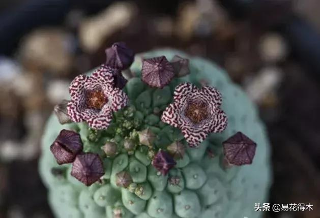 圆锥型多肉植物(春秋型种多肉植物有哪些)-措必培