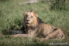 狮王暗鬃：兄弟们陆续战死，孤独的下台，回到最初称王地点后死亡图片